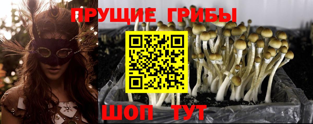Псилоцибиновые грибы Psilocybe Долгопрудный